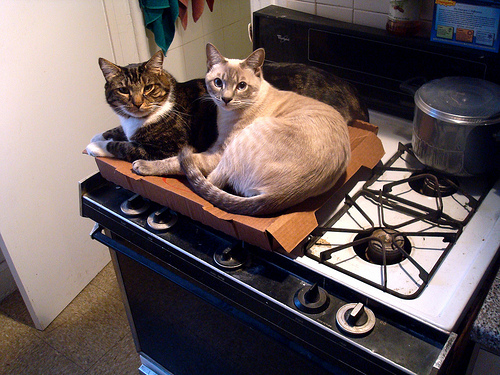cats on pizza 6