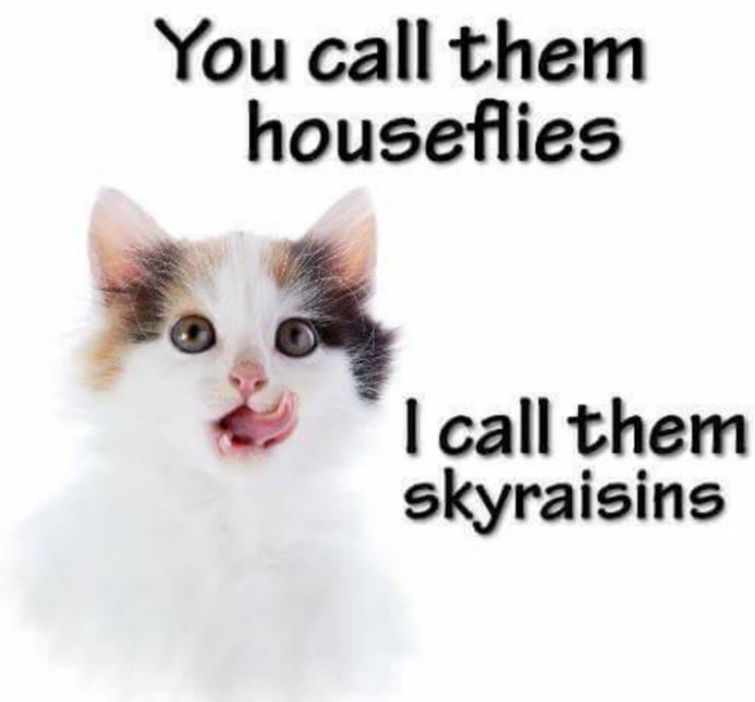 sky raisins cat