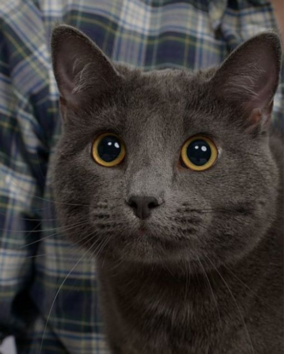 cat engagement photo shoot 2