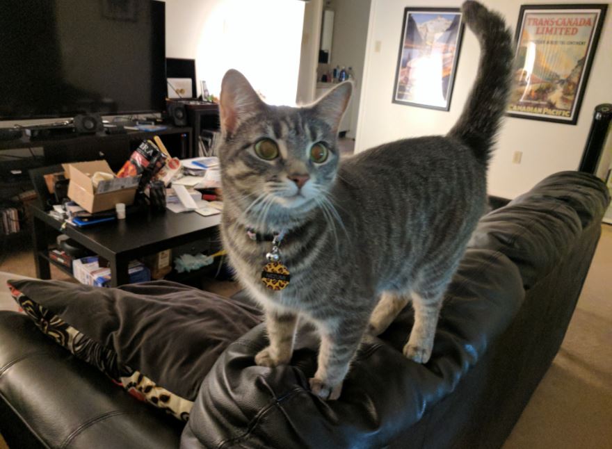 cat standing on sofa