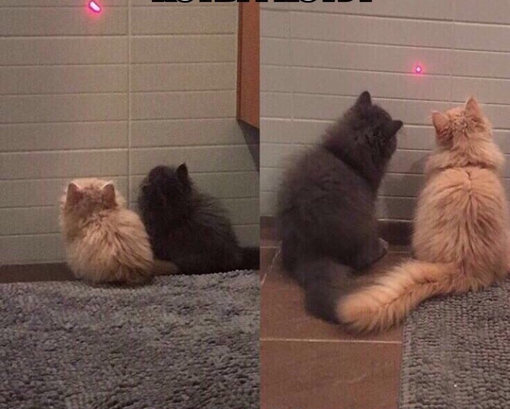 growing up together cat laser