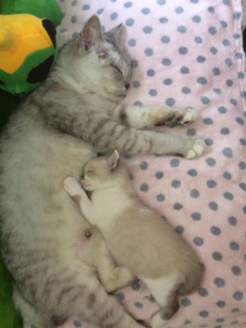cat and kitten cuddling