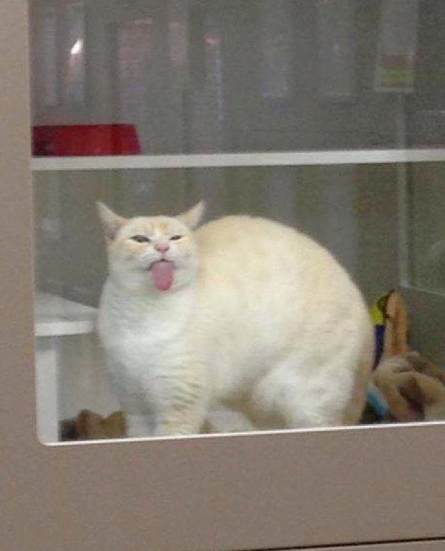 shelter cat licks windows to get adopted