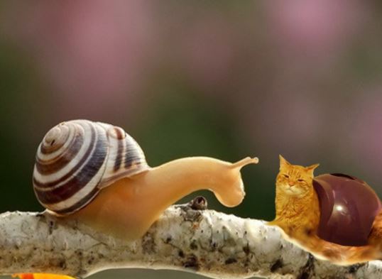 Pooping cat that looks like a snail gets some internet love (Gallery)