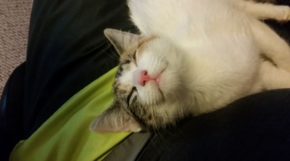rescued kitten is so happy to have a family 7