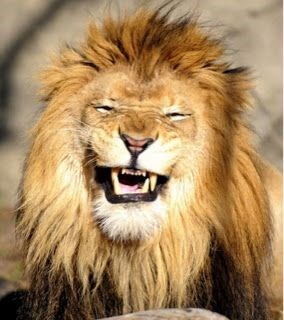 10 cat proverbs 6