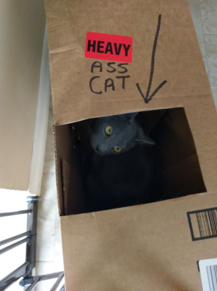 cat in box 2