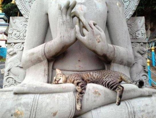 cats befriending statues 2