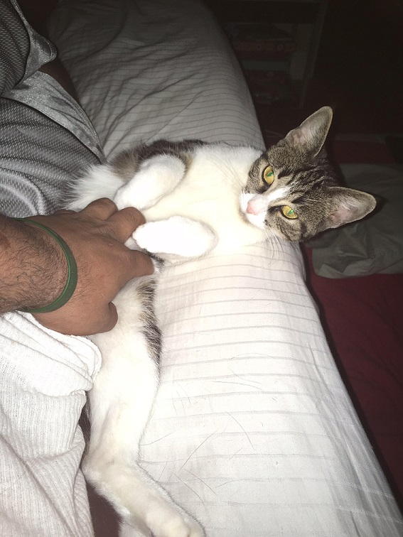 Someone threw out this cat in a bag... like trash... and this man found her