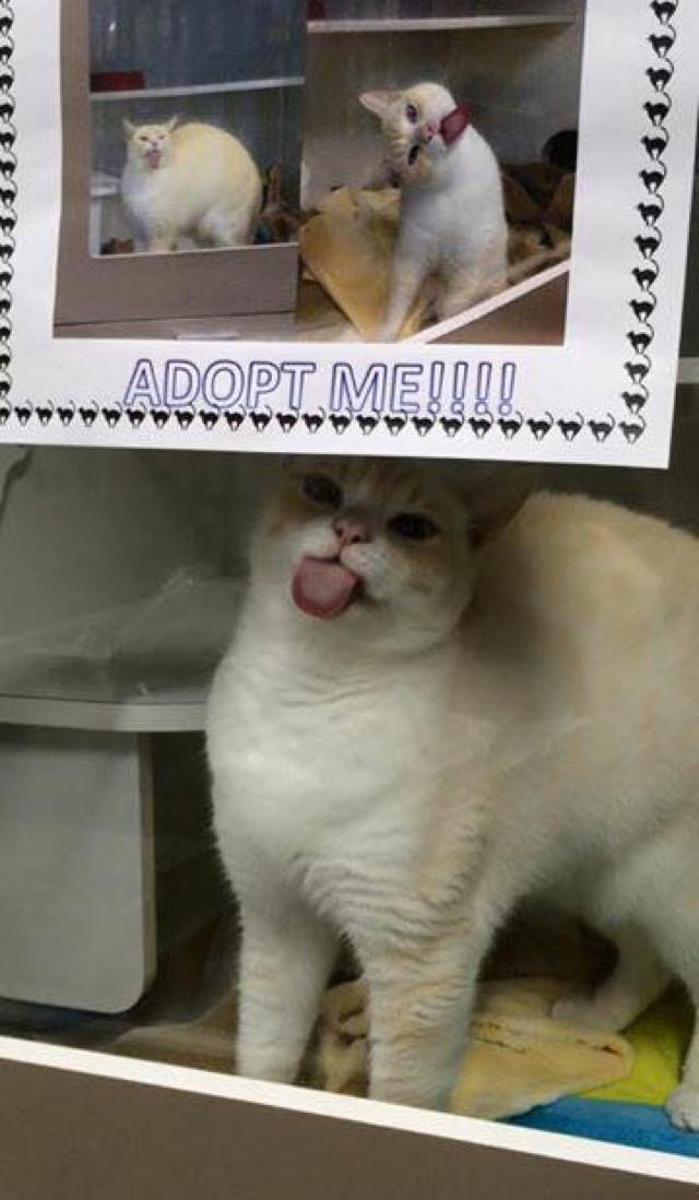 shelter cat licking windows adopted 4