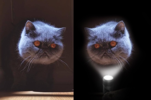 cat pictures