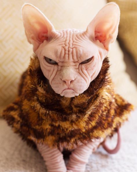 loki the grumpy sphynx cat 6