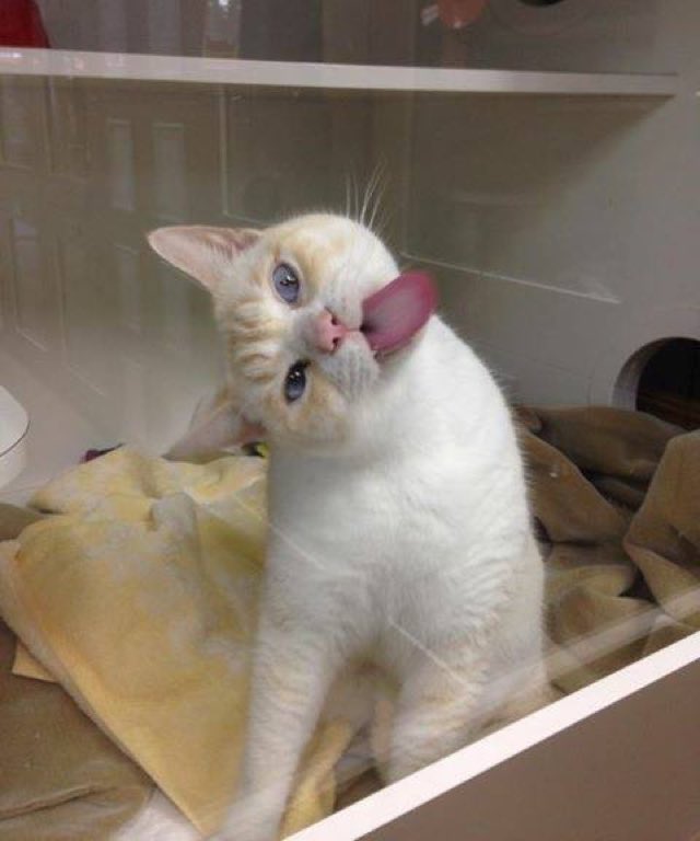 shelter cat licking window adopted 1