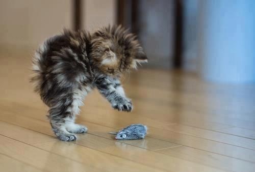 10 cats proverbs 9