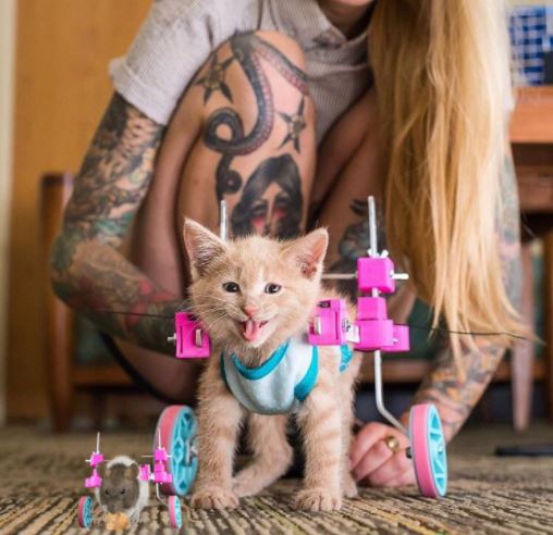 wheelchair happy kitten photoshop 4
