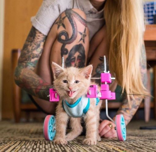 wheelchair happy kitten photoshop battle