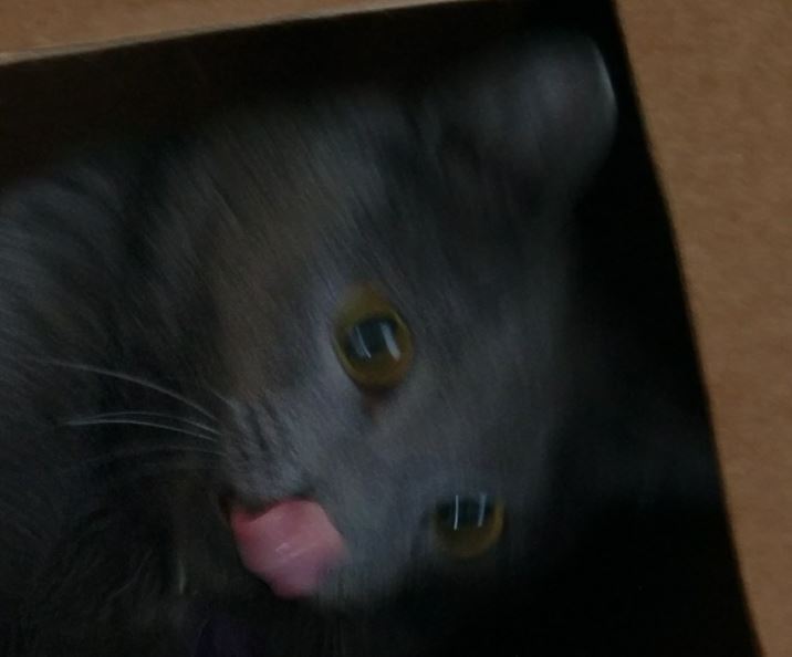 cat in box 5