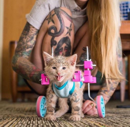 wheelchair happy kitten photoshop 5