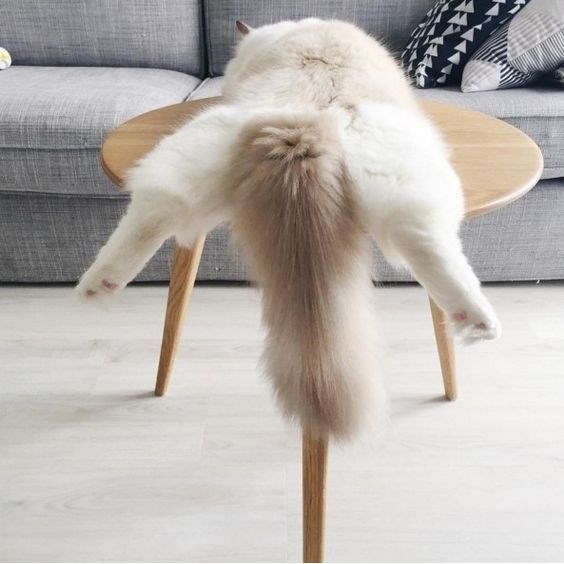10 cats proverbs 10
