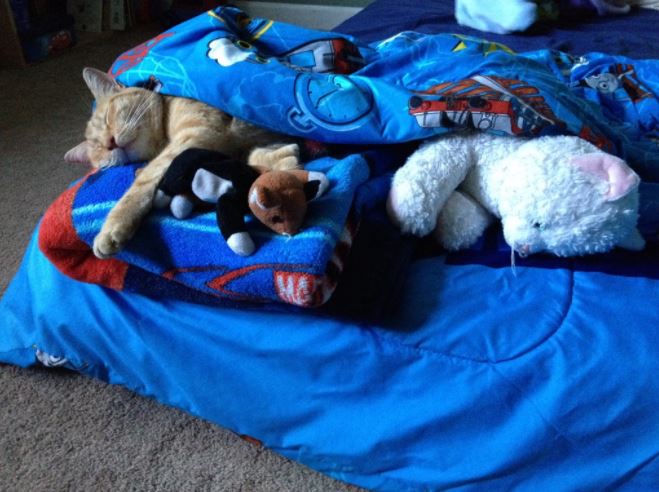 stray cat gets tucked in every night by family