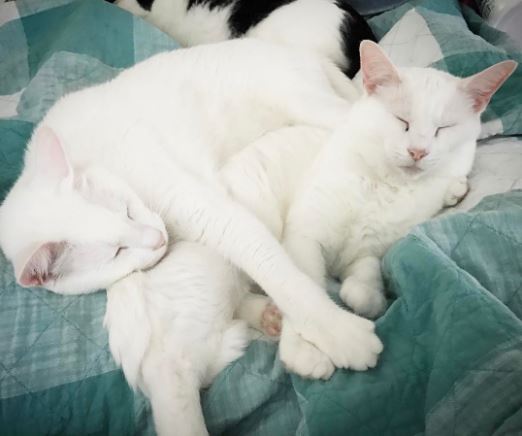 deaf cat brothers adopted together 3
