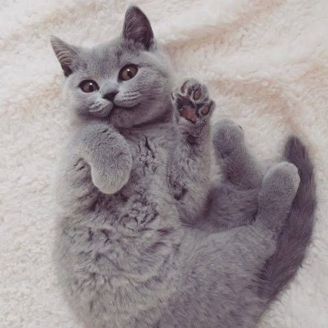 10 cat proverbs 5