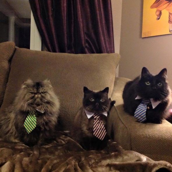 cats in business attire 9