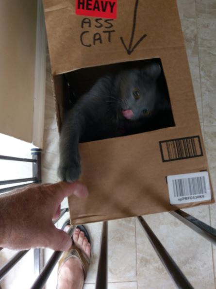 cat in box 4