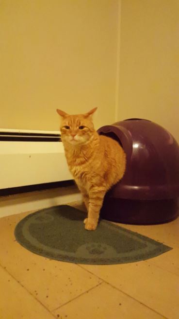 Pooping cat  that looks like a snail gets some internet 