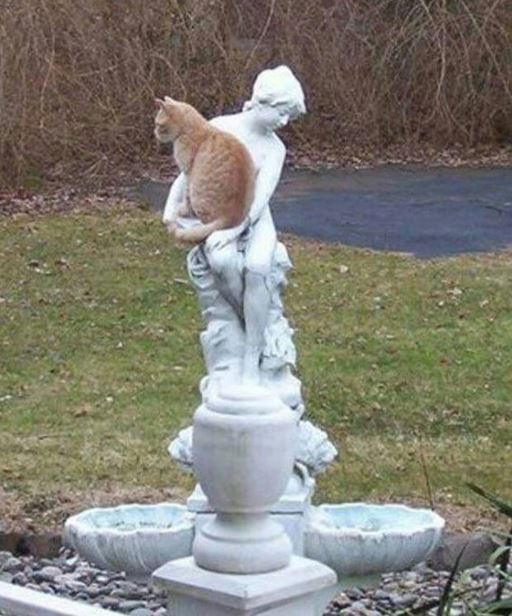 10 cats befriending statues