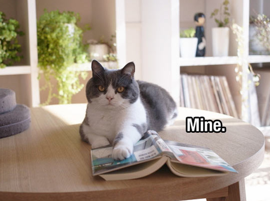 10 cat proverbs 1