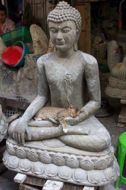 10 cats befriending statues