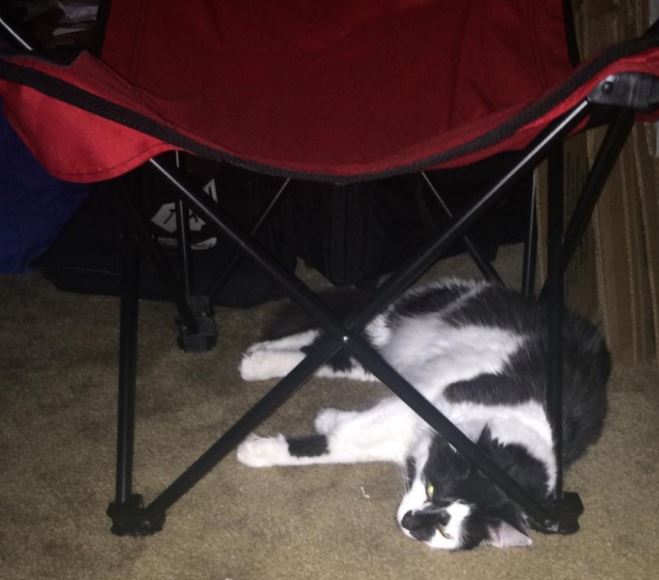zeus the cat