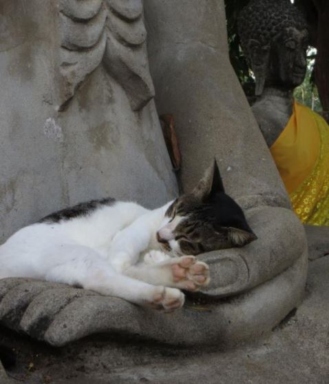 cats befriending statues 9