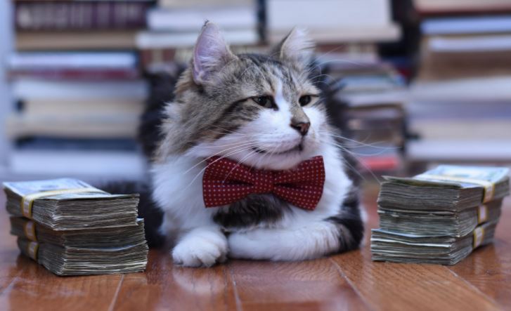 10 cats in business attire that remind us cats are still the boss