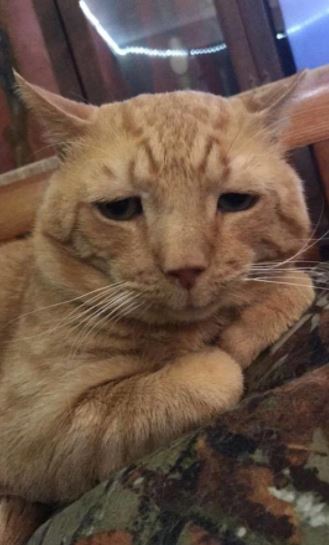 saddest shelter cat gets adopted 5