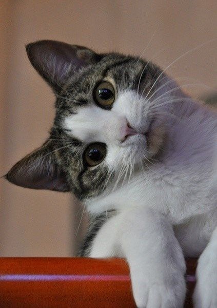 10 cat proverbs 8