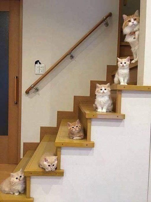 10 cats proverb 3