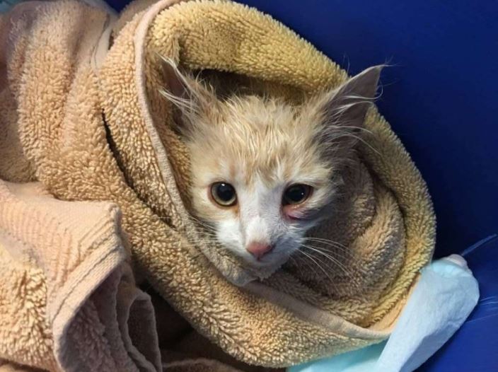 kitten rescued off golden gate bridge 2