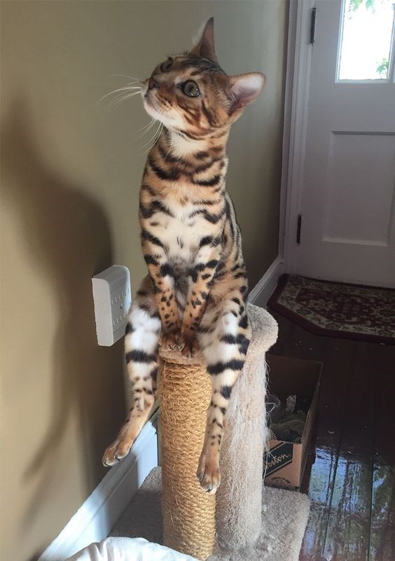 10 cats proverbs 2