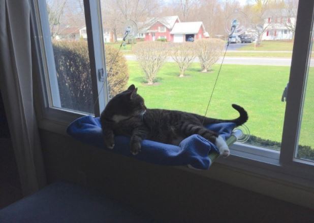 worlds best cat perch