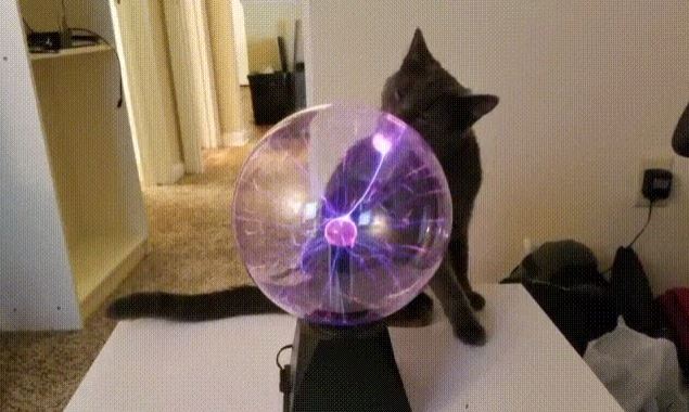 cat electric ball