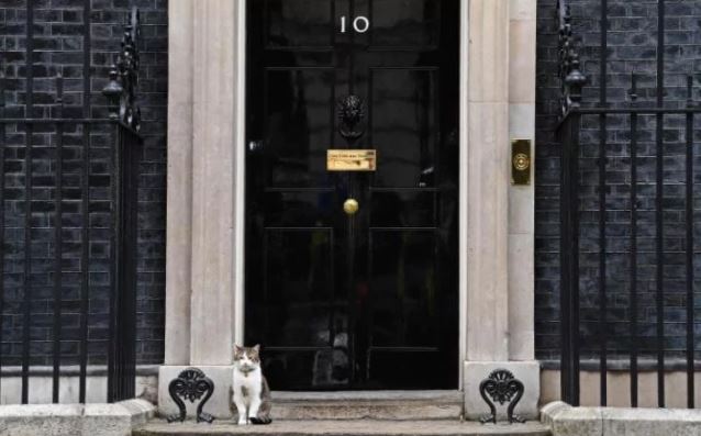 larry london cat guards number 10 