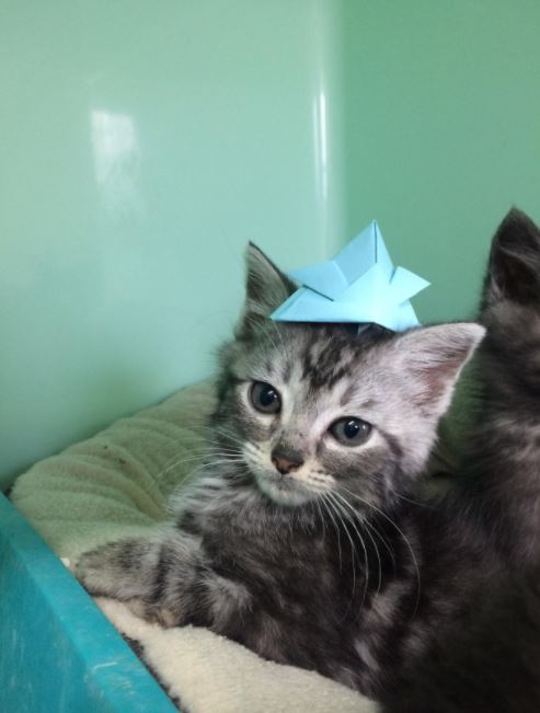 tiny hats for cats 6