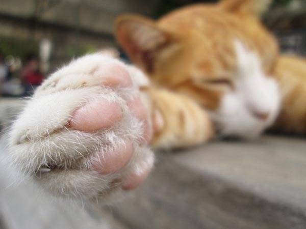 facts about cat paws 8