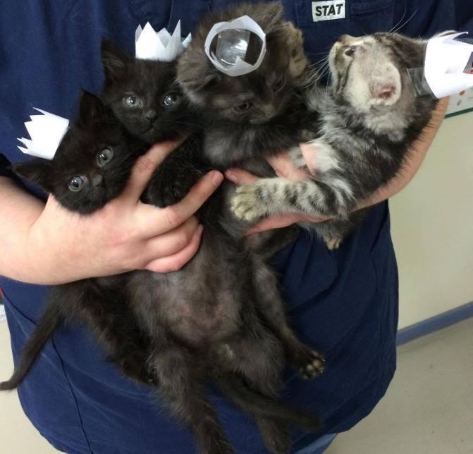 tiny hats for cats 4