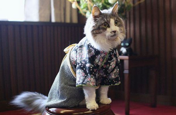 Cats in Kimonos are totally a thing in Japan (Gallery)