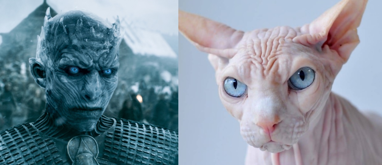 game of thrones cats white walker