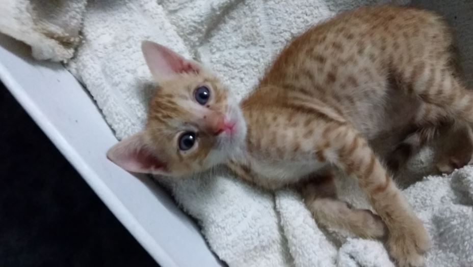 stray kitten found in trash gets forever home 3