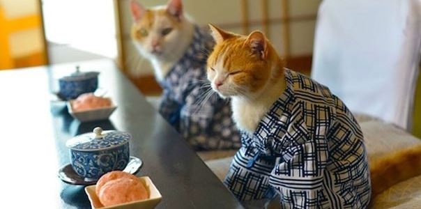 Cats in Kimonos are totally a thing in Japan (Gallery)